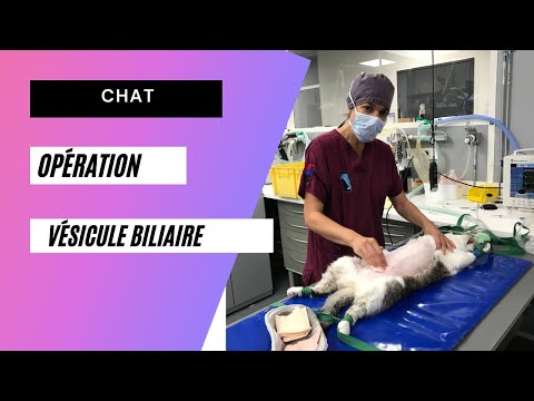 Vidéo: FAQ Sur Le Suivi De La Chirurgie Du Chat