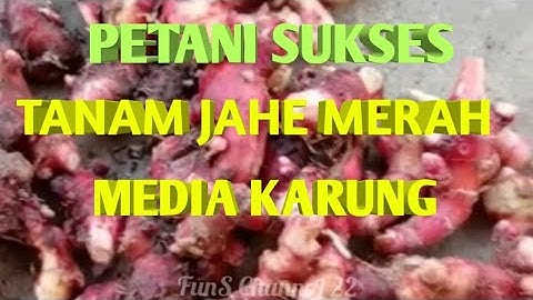 SUKSES BUDIDAYA JAHE MERAH
