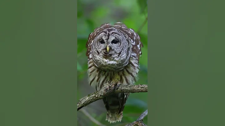 Barred Owl calling.