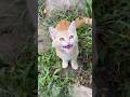 kitten meowing to attract cats (part 16)