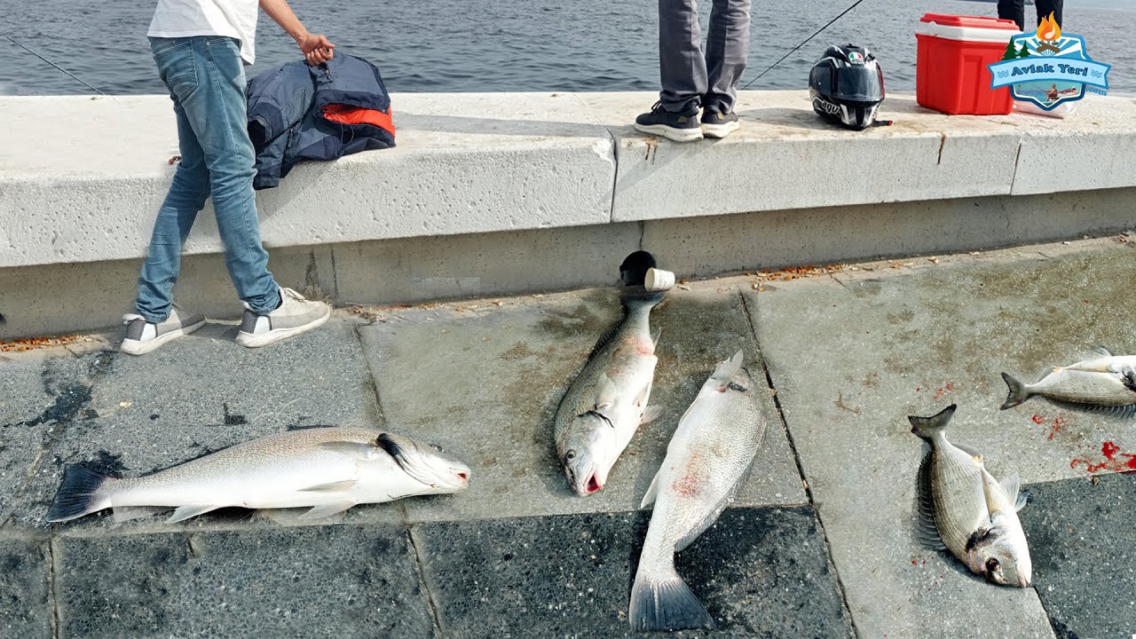 İSKELEYİ DEV MİNEKOP BASTI!! KIYIDAN BALIKLAR COŞTU !!