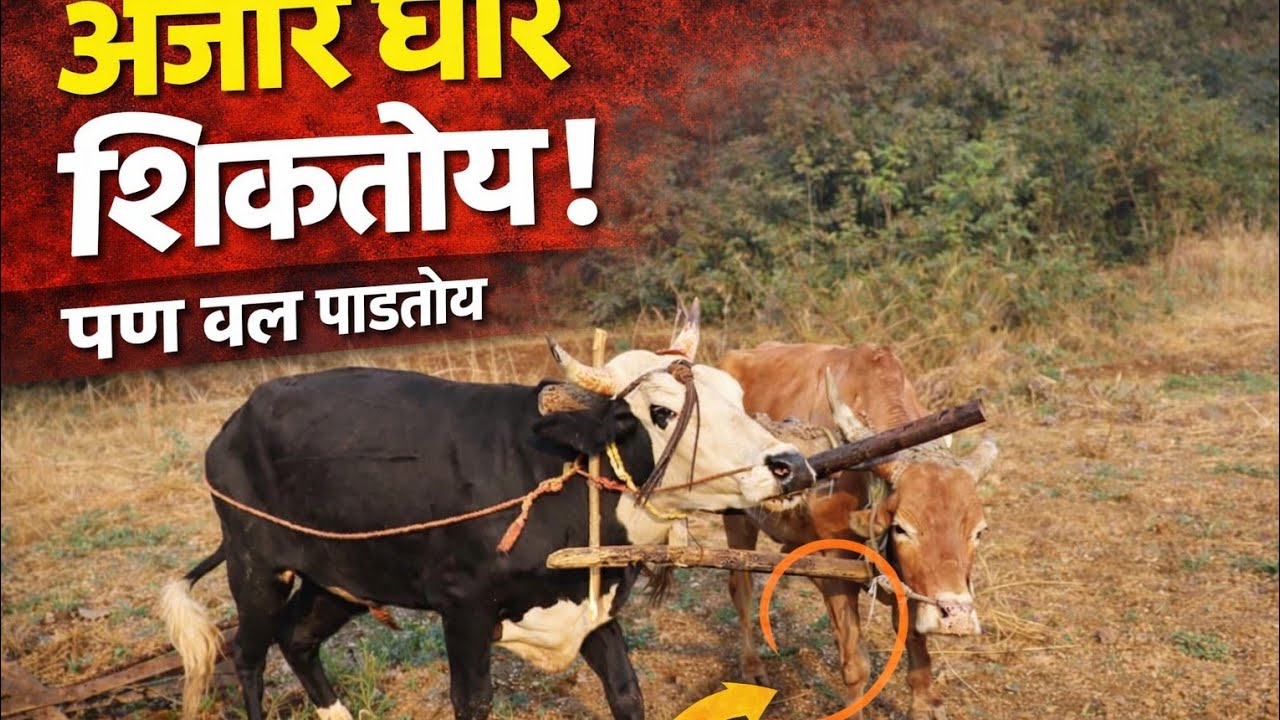 आज अंजीर घोर शिकायला नेला | बैल शिवळ मोडत होता तरी शिकवण झाली | शेतकरी vlog