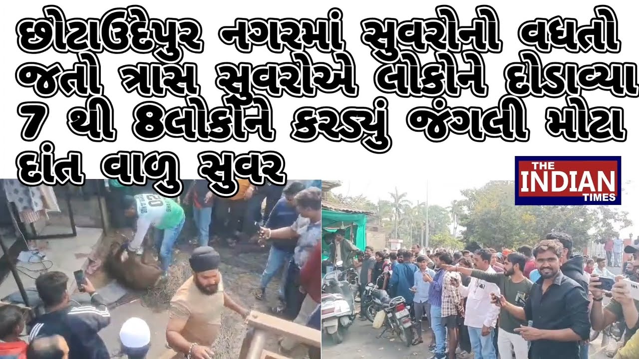છોટાઉદેપુર નગરમાં સુવરોનો વધતો જતો ત્રાસ  સુવરોએ લોકોને દોડાવ્યા 7 થી 8 લોકોને કરડ્યું 
