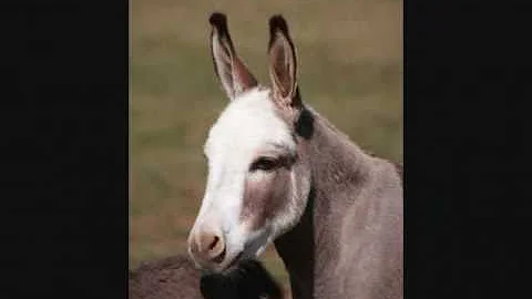 Miniature Donkey Dewey Meadows Valerie