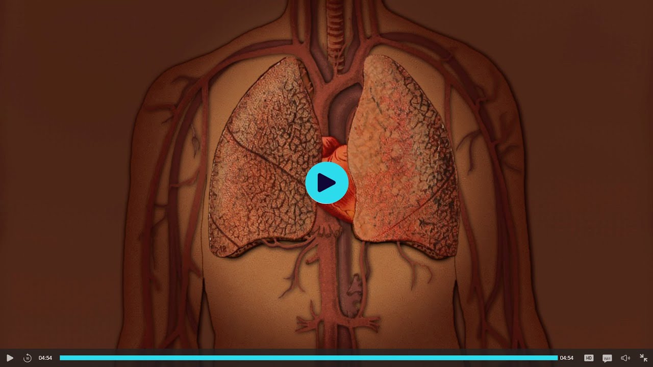 svenska som andraspråk - Hjärtat och lungorna