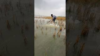 Epic Jamuna River Net Fishing | Village Boys Catch Huge Fish