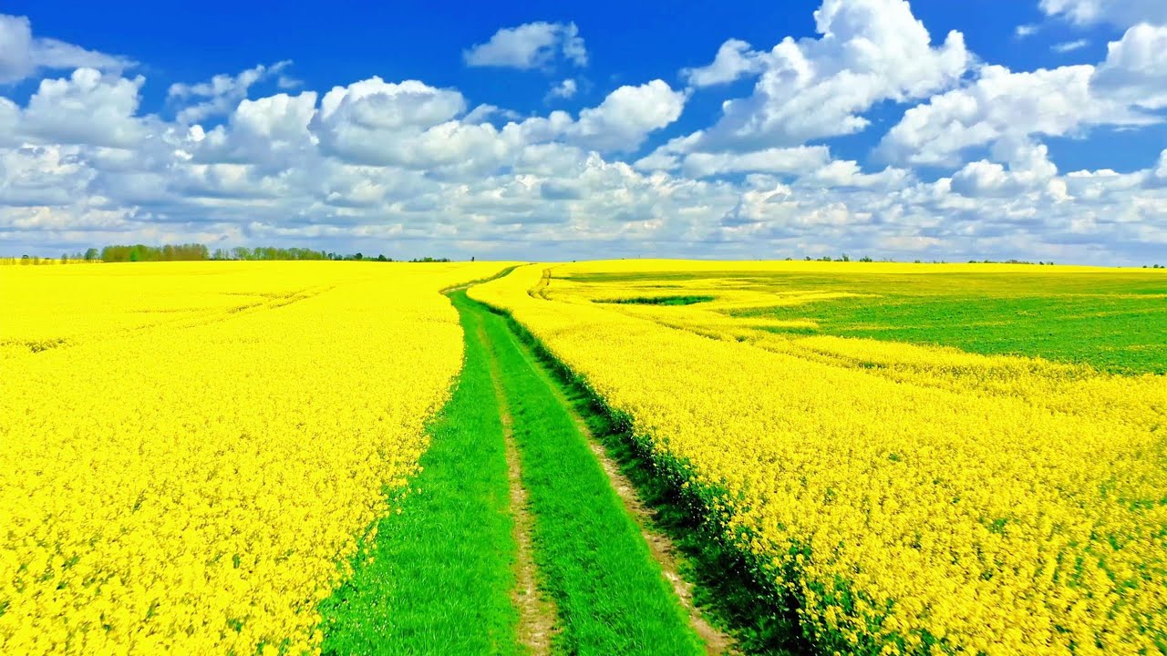Relax Guitar The Rape Flower Fields A Sea Of Flowers Memories Of Spring Gem Music Youtube