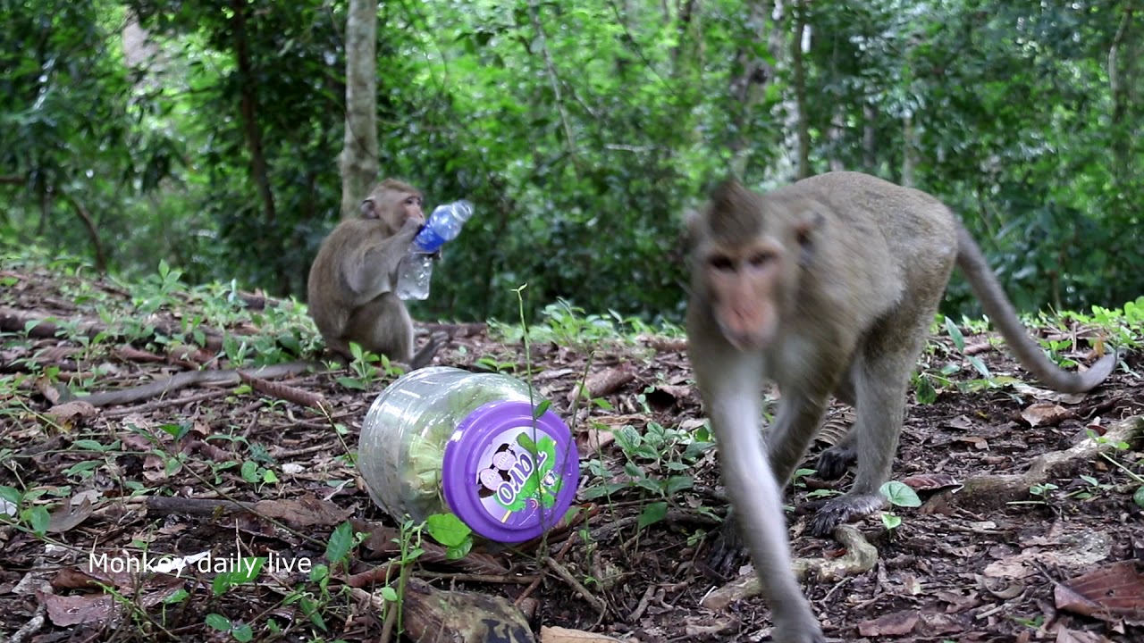 Amazing! Monkey group meeting near Angkor wat temple , funny monkey 2017