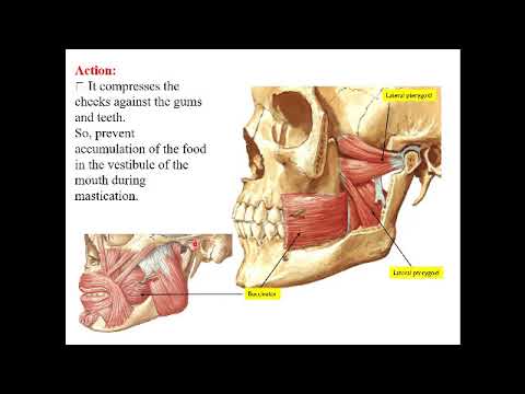 Introduction to anatomy of face - YouTube