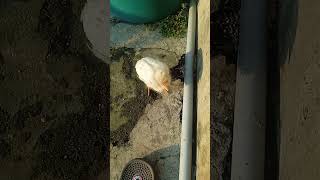 awake greges....careng disek