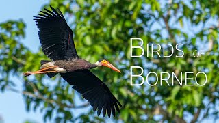 A birding adventure in Sabah | Discover the Spectacular Avian Diversity of Borneo | Birds of Borneo