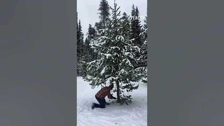 He really did not see that coming! 🎄 #christmastree #fails #funny #shorts