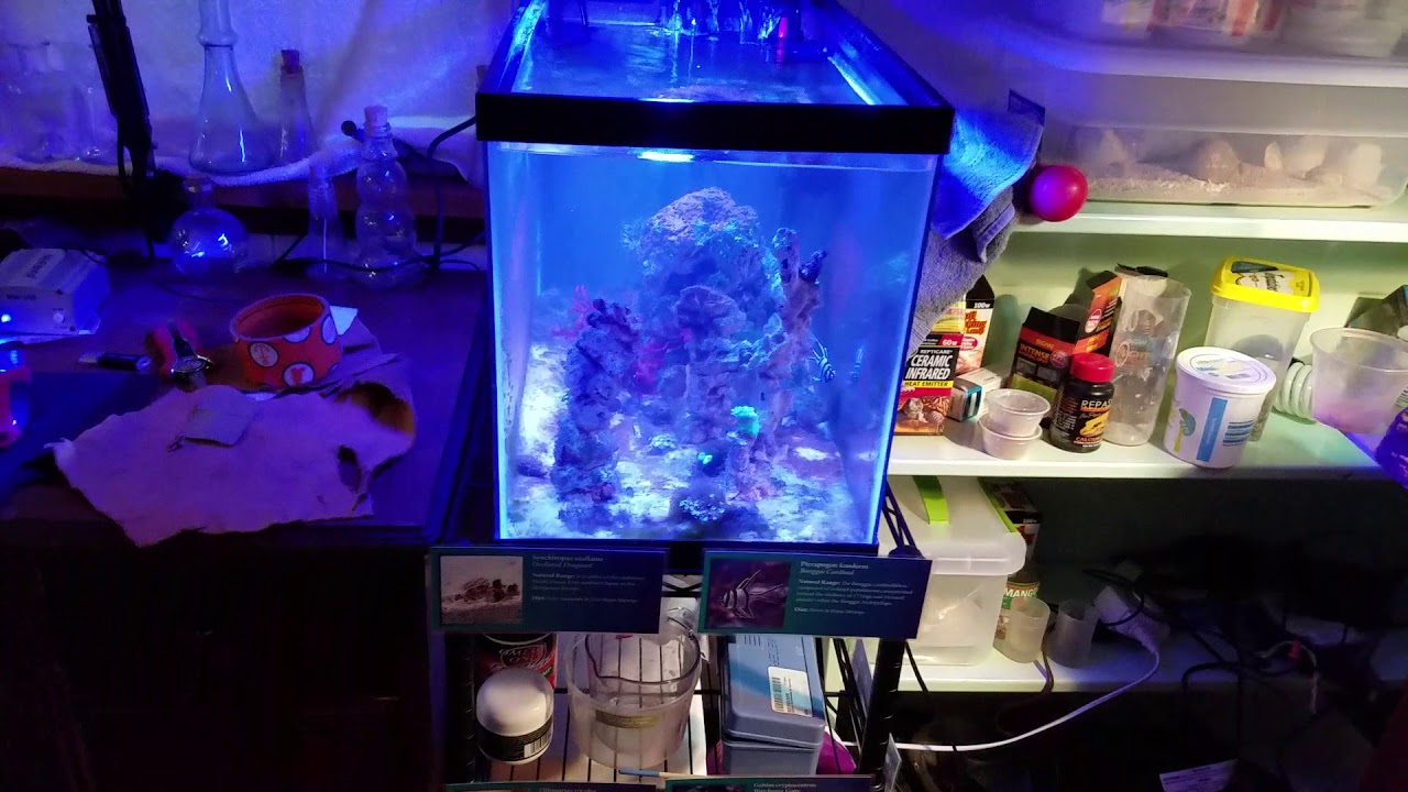 frogfish studios Reptile Room & Nano Reef Update!!!!!