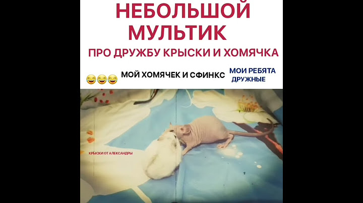 Дружба хомяка и крысы сфинкс