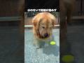 ボールを取れる気配がないゴールデンレトリバー #ゴールデンレトリバー #犬 #いぬ