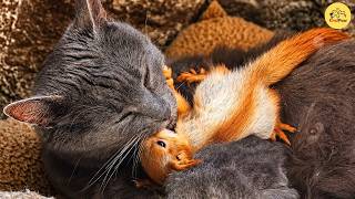 Cat Adopted Baby Squirrels After They Lost Their Mother — Then Her Kittens Surprised Everyone