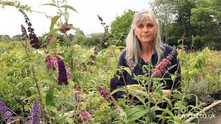 How To Grow Buddlejas Crocus.co.uk