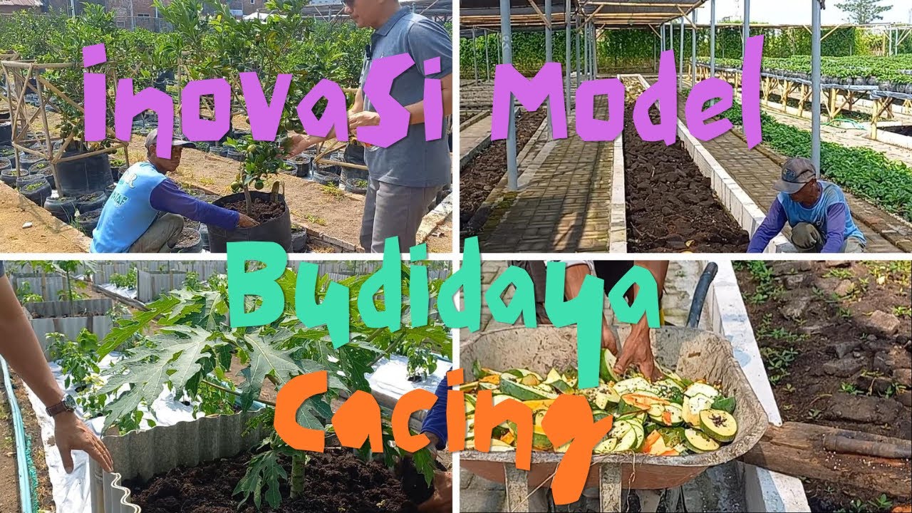 INOVASI MODEL TEMPAT BUDIDAYA CACING