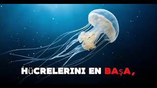 Yaşlanmayı Tersine Çeviren Mucize: Turritopsis Dohrnii ile Tanışın