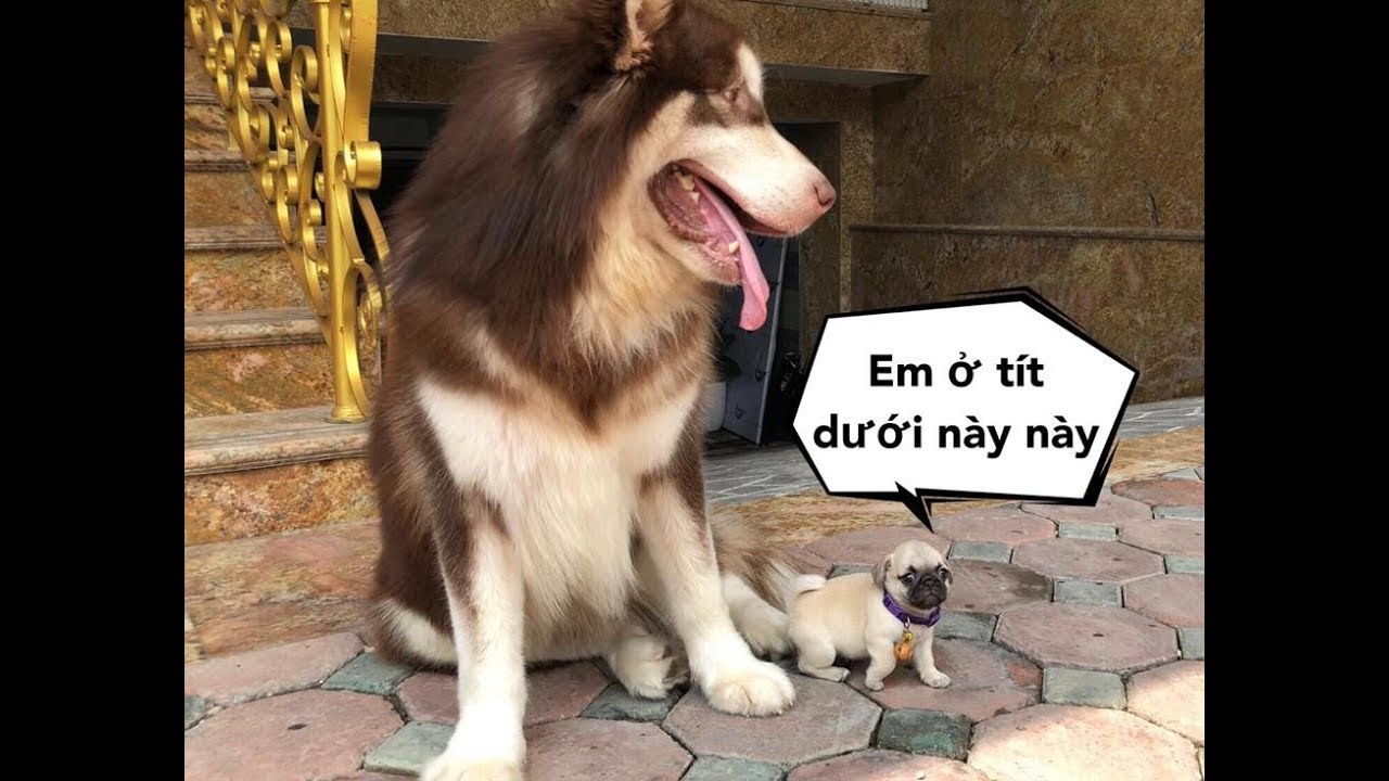 funny puppy pictures Mật gặp em chó tí hon , lỡ mồm nuốt luôn em - Chó Pug mặt xệ siêu cute