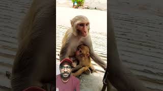 Cute Monkey and Monkey baby #monkey #shorts #shortsvideo