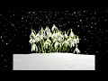 "Подснежник" (Snowdrop)