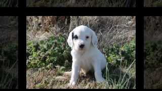 Llewellin Setter Puppies Litter #101 Llewellin Setter Litter 101 Male 5