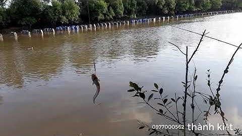 Câu cá ngát sông bằng mồi Hà Đỏ lúc nước ròng |thành kiệt