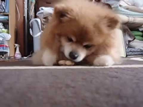 落花生屋の犬はピーナッツを上手にむいて食べます Youtube