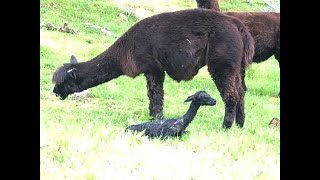 Alpaca fresh wet faced baby cria certainly look like aliens