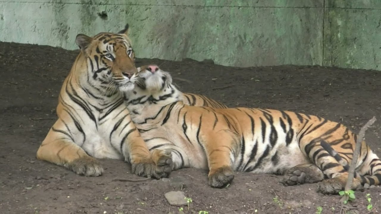 International Tiger Day 2023 VIDEO BUCKET FREE DOWNLOAD