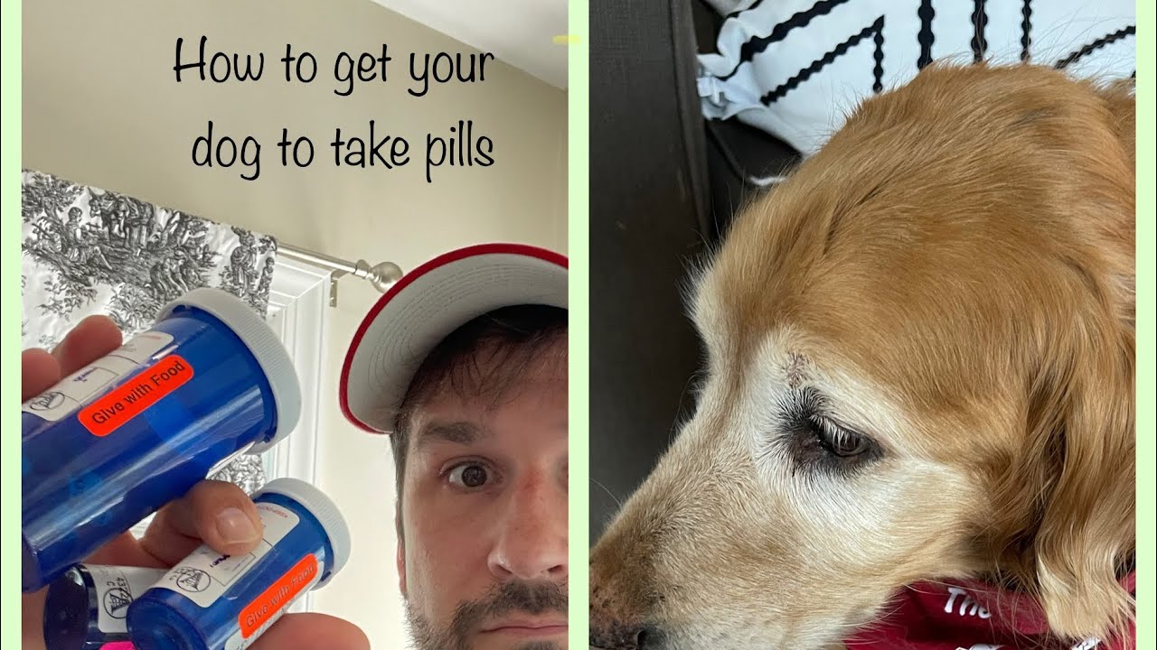 How to get a picky dog to take pills YouTube