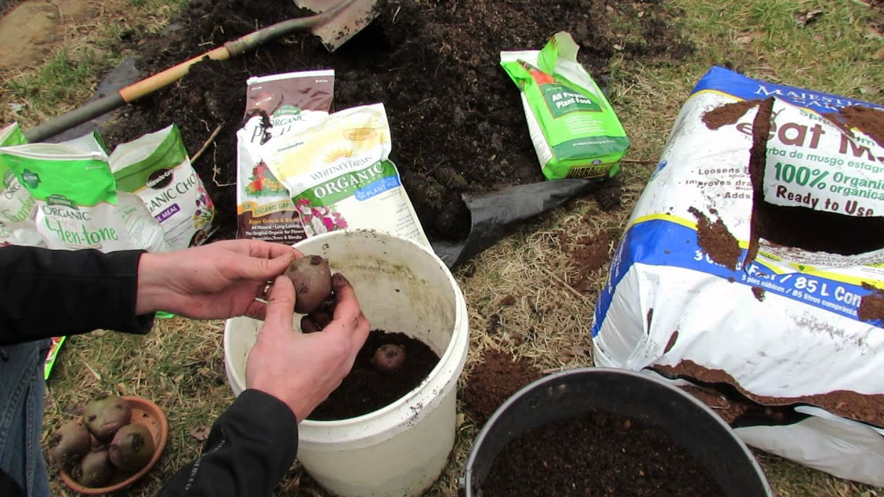 How to Start Grocery Store Potatoes in 5 Gallon Buckets Easy! MFG 2014 YouTube
