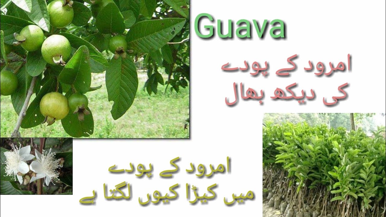 Guava Plant Grow and Care 