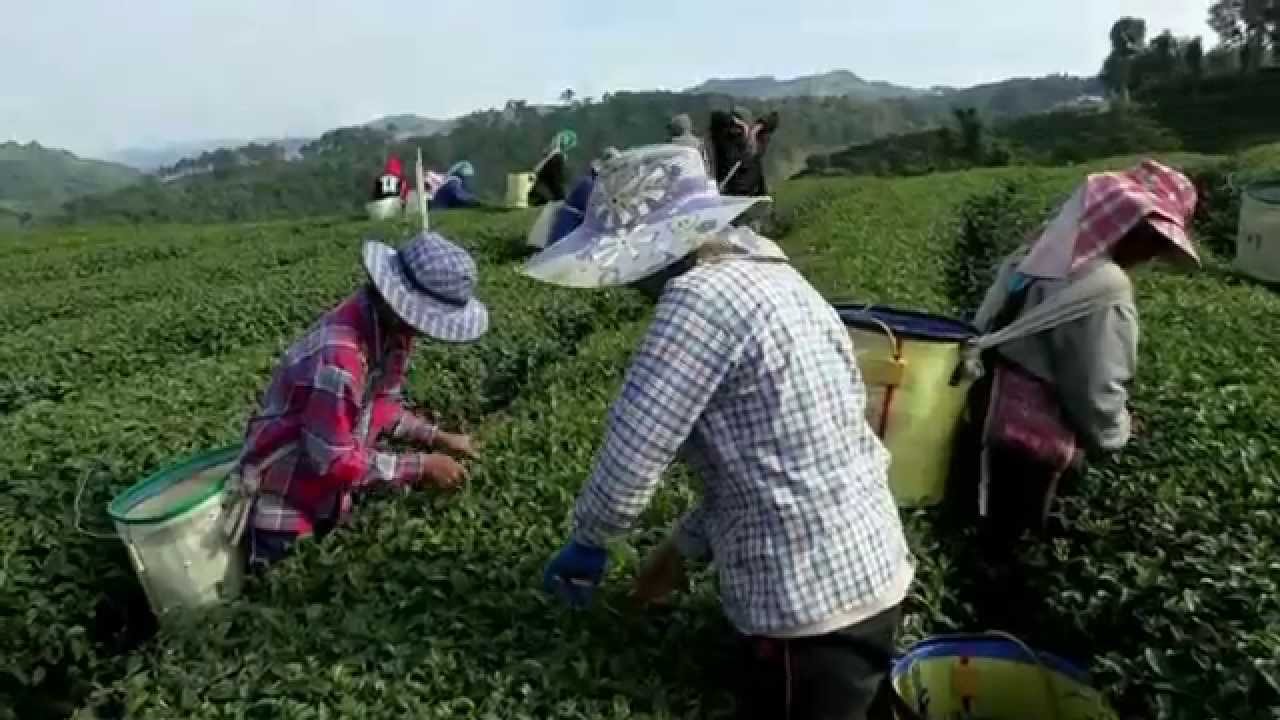 Thailand -Tee-Ernte in einer Plantage bei Thaton in Nordthailand