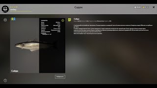 троллинг на Норвежском море синяя Сайда 2023/12/26 trolling in the Norwegian Sea blue pollock pp4