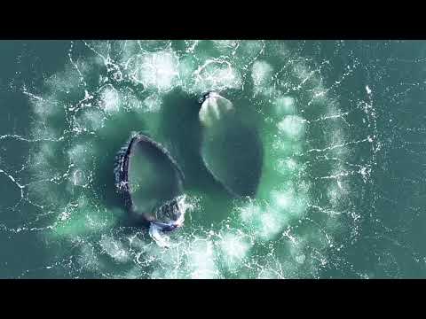 Wale fischen mit Vorhang aus Luftblasen | Nature's Great Events | BBC Earth