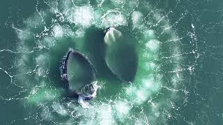 Humpback Whales Bubble Net Feeding Off Virginia