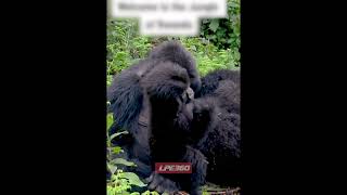 Playful baby gorilla in the jungle