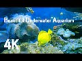 ▶흥미로운 바닷속 물고기 신비로운 아쿠아리움 Underwater Sea Scenery Fish Aquarium 바다속 수족관 영상4K💿Sleep, Study, Read, Relax