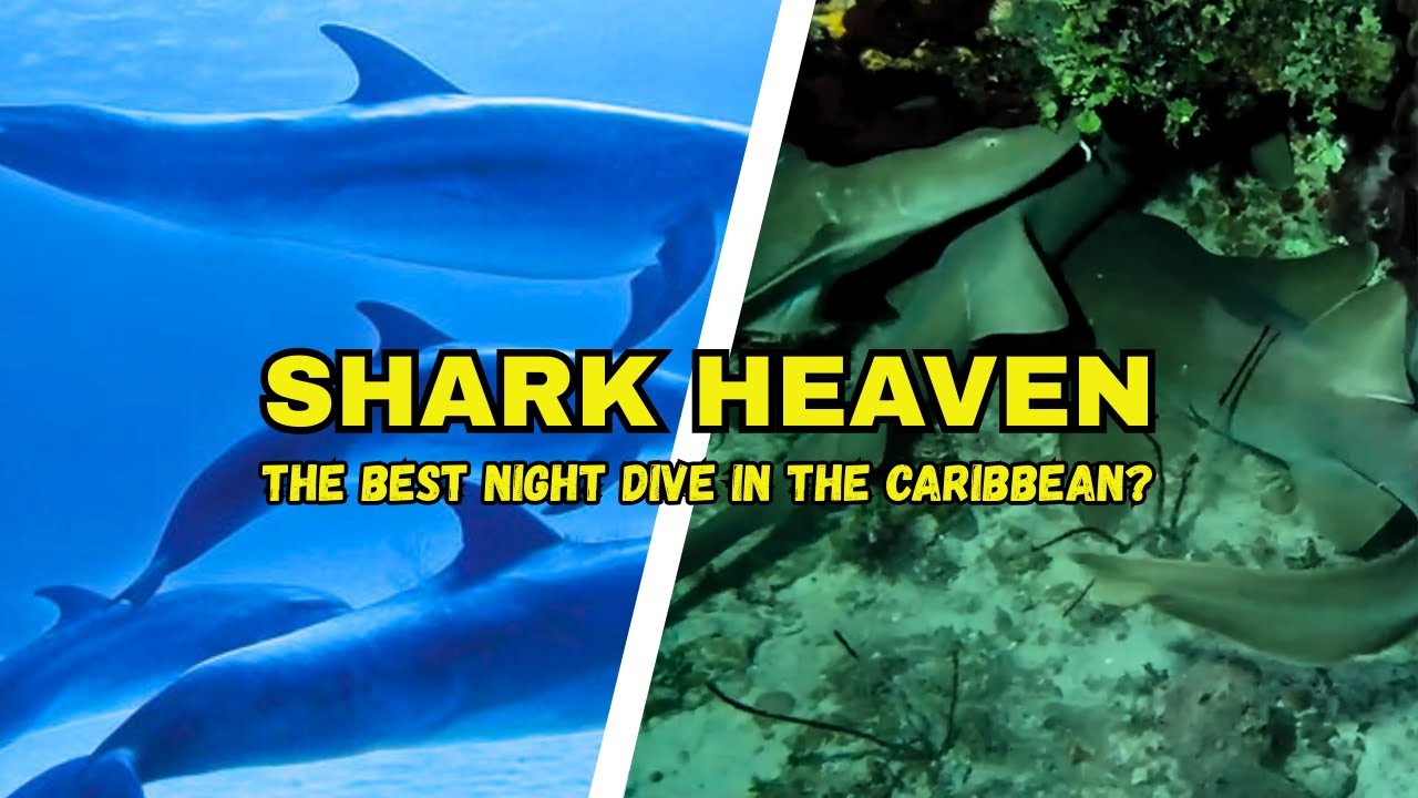 Surrounded by a SHARK SWARM! (But they act like Puppies? 🦈) | Turks & Caicos Diving