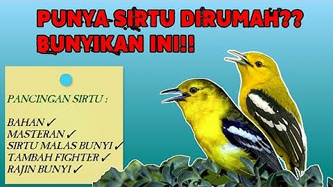 PANCINGAN SIRTU BAHAN AGAR CEPAT GACOR & NGEROL || MASTERAN SIRTU ATAU CIPOH TERBAIK