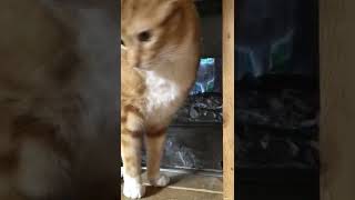 IMG 5217