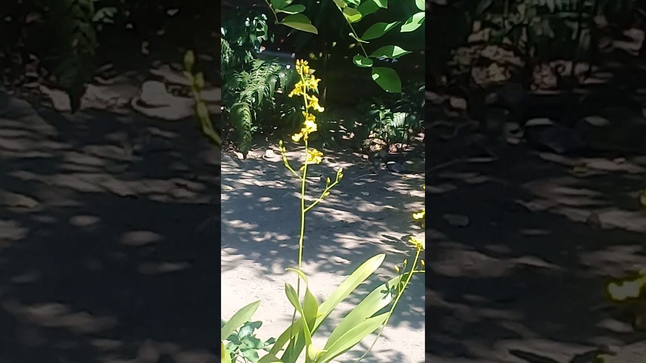 The dancing lady orchid 