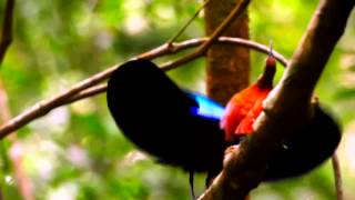 Dennos Museum Center - Shameless Exhibitionism