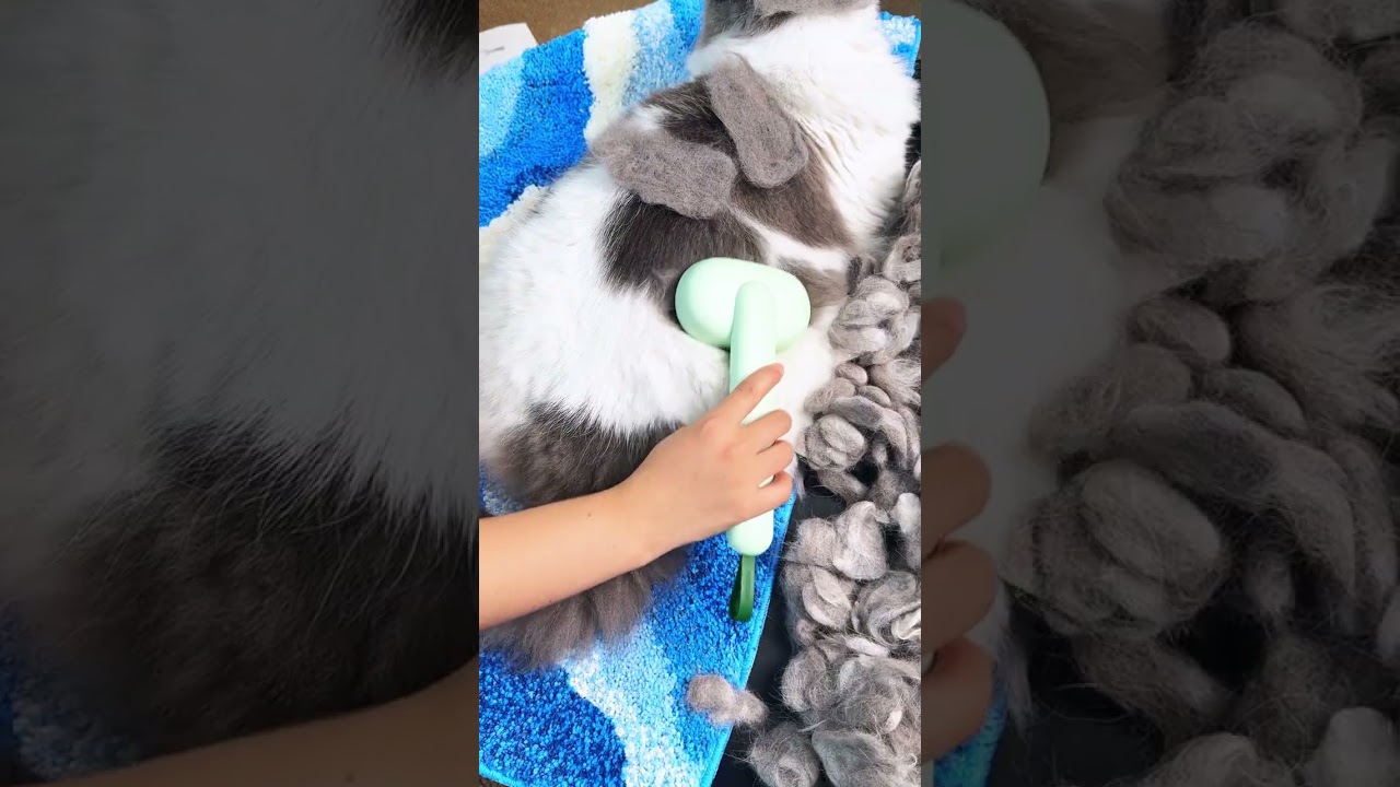 My Cat’s Purrs Say It All… He Loves This Brush 😻 