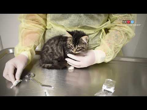 How to Apply Frontline Gold to a Cat