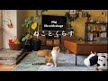 【猫と暮らしのvlog】クレーンゲーム景品を楽しむ暮らし/おこげ6歳😽お誕生日をお祝いする日🎂