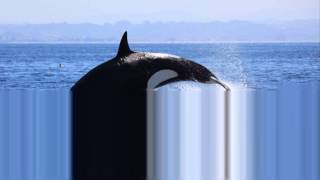 killer whale screenshot 5