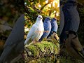 Birds clattering #birds